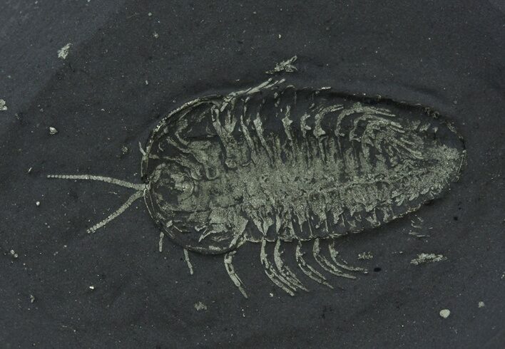 Pyritized Triarthrus Trilobite With Appendages - New York #14474